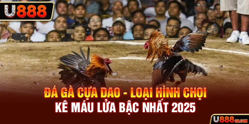 đá gà cựa dao luôn được chiến kê lựa chọn