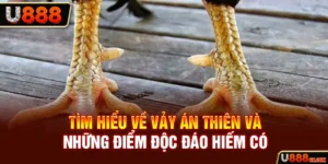 VẢY GÀ ÁN THIÊN