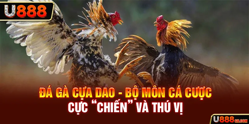 Đá gà cựa dao - Bộ môn cá cược cực “chiến” và thú vị