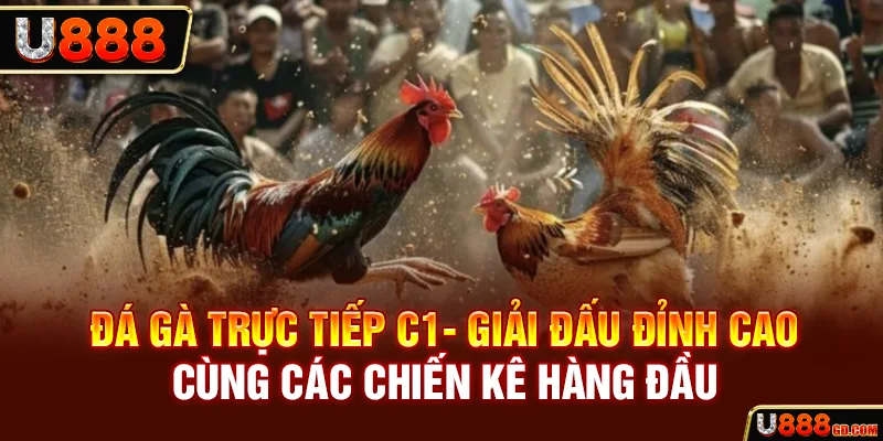 Đá gà trực tiếp C1- Giải đấu đỉnh cao cùng các chiến kê hàng đầu