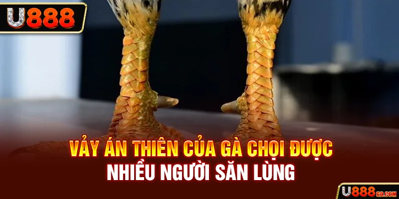 Vảy án thiên của gà chọi được nhiều người săn lùng