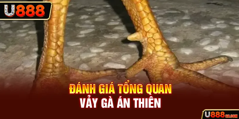 Đánh giá tổng quan vảy gà án thiên