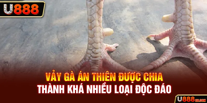 Vảy gà án thiên được chia thành khá nhiều loại độc đáo